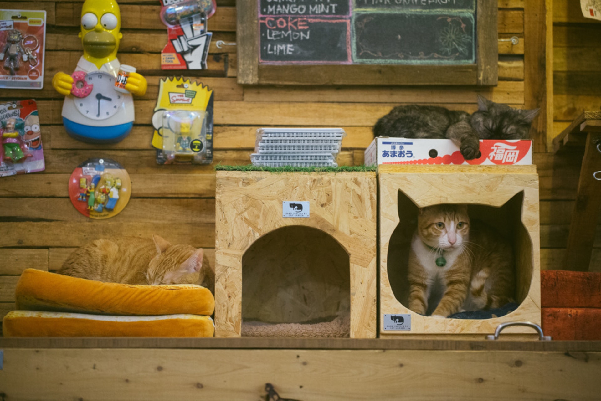 周家怡與German 因貓結緣,二人這天於咖啡廳與貓嬉戲。 周家怡與German 因貓結緣,二人這天於咖啡廳與貓嬉戲。