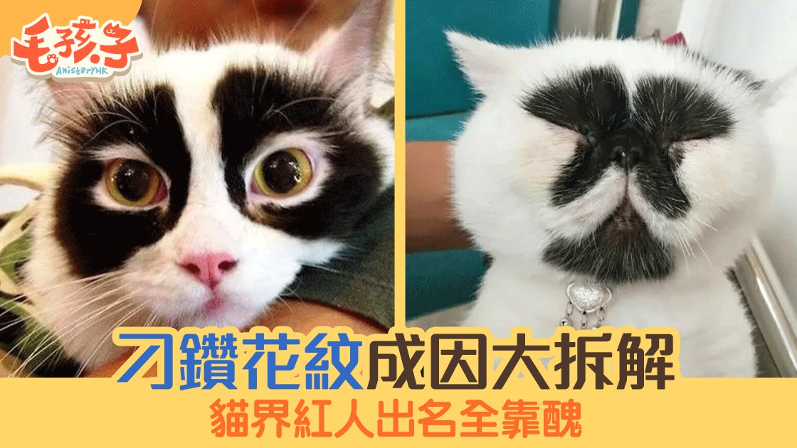 貓奴必讀 刁鑽花紋成因大拆解貓界紅人出名全靠 醜 香港01 寵物
