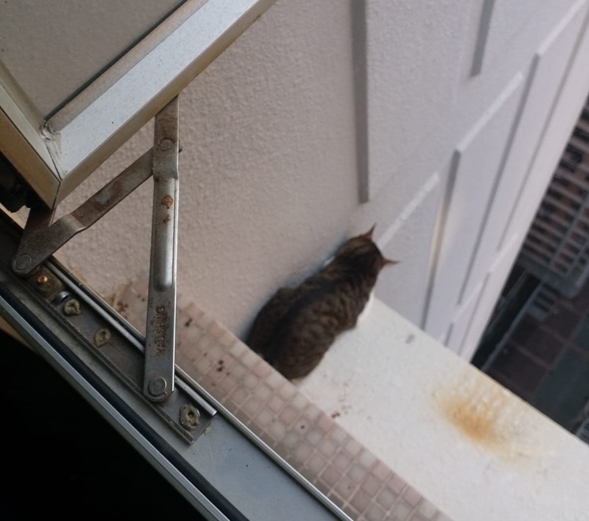 貓貓瑟縮在窗台,情況十分驚險。(愛協提供) 貓貓瑟縮在窗台,情況十分驚險。(愛協提供)