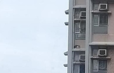 貓貓看似吃了驚,動也不敢動。(毛孩關愛組) 貓貓看似吃了驚,動也不敢動。(毛孩關愛組)