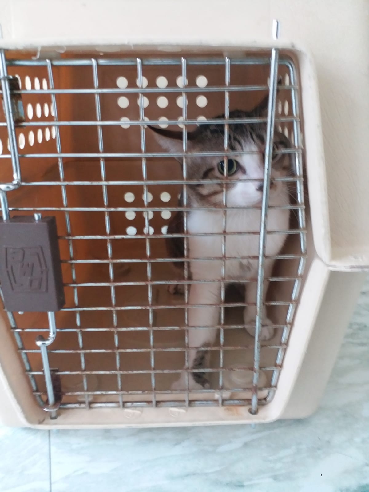 愛協職員用繩索將貓貓救回。(愛協提供) 愛協職員用繩索將貓貓救回。(愛協提供)