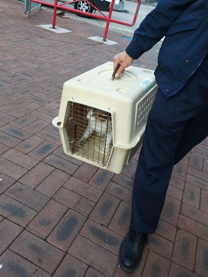 愛協職員將貓貓交還予主人。(毛孩關愛組) 愛協職員將貓貓交還予主人。(毛孩關愛組)