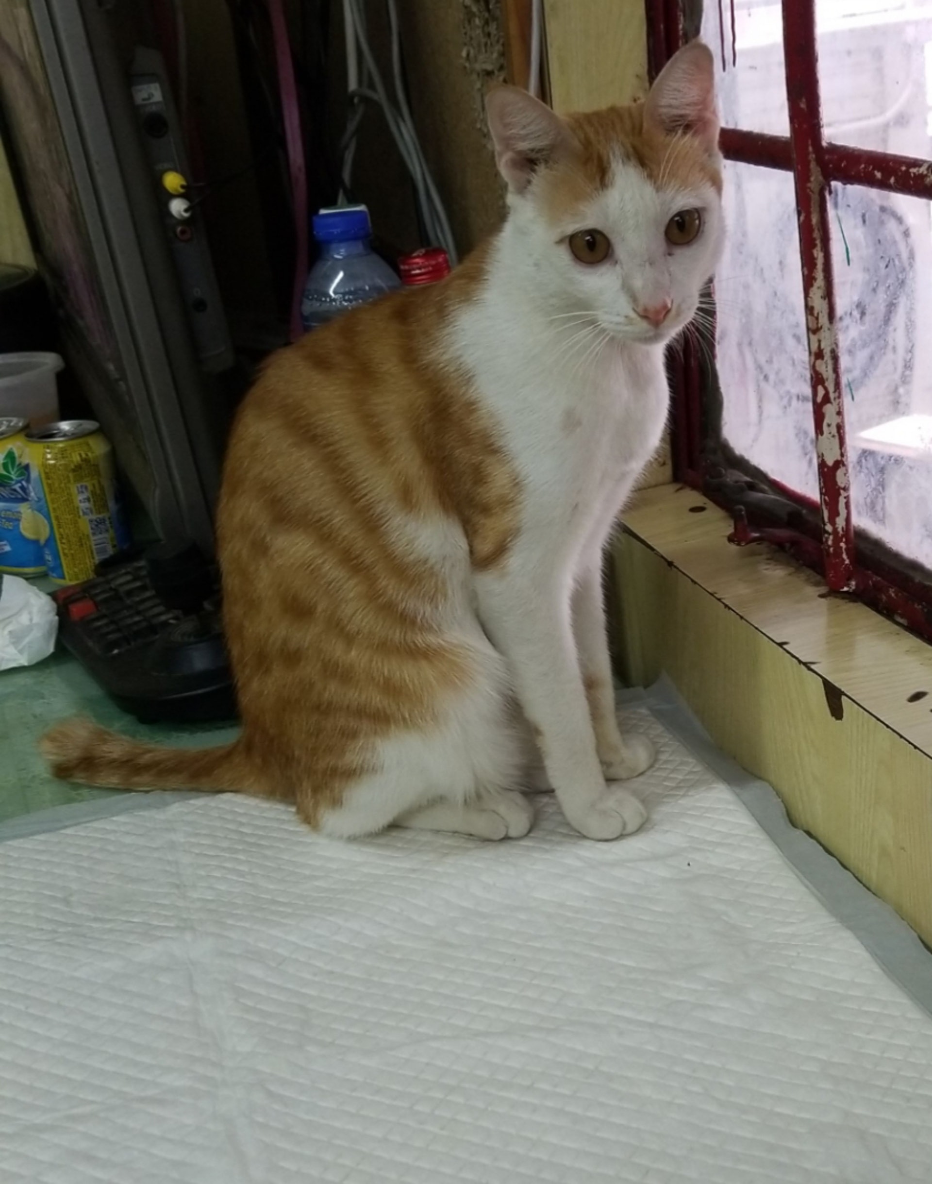 陳伯是一隻橘白色虎斑貓,面頰、手腳、肚子都呈白色。(受訪者提供) 陳伯是一隻橘白色虎斑貓,面頰、手腳、肚子都呈白色。(受訪者提供)