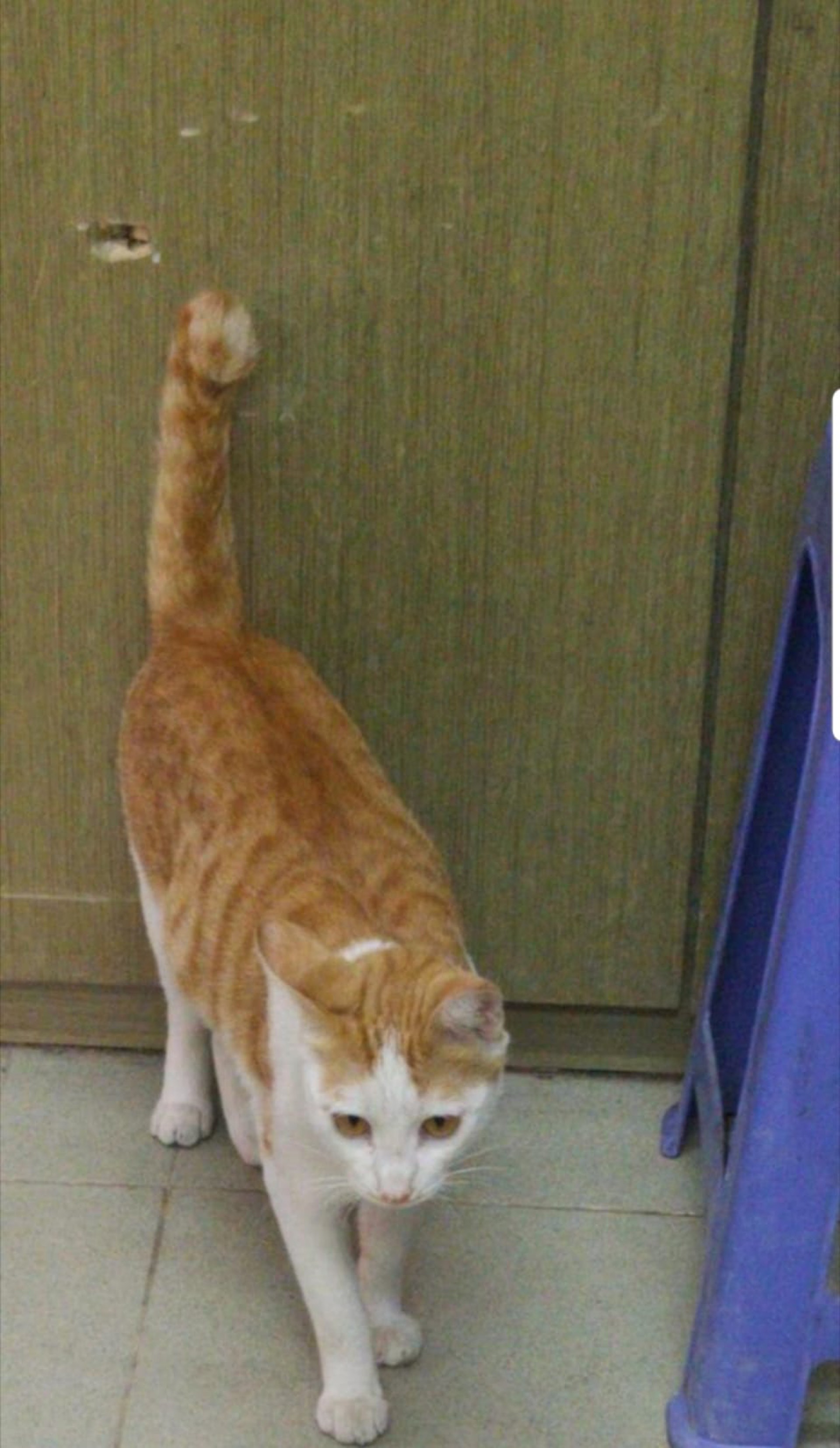 陳伯尾巴末端形狀像士的。(受訪者提供) 陳伯尾巴末端形狀像士的。(受訪者提供)