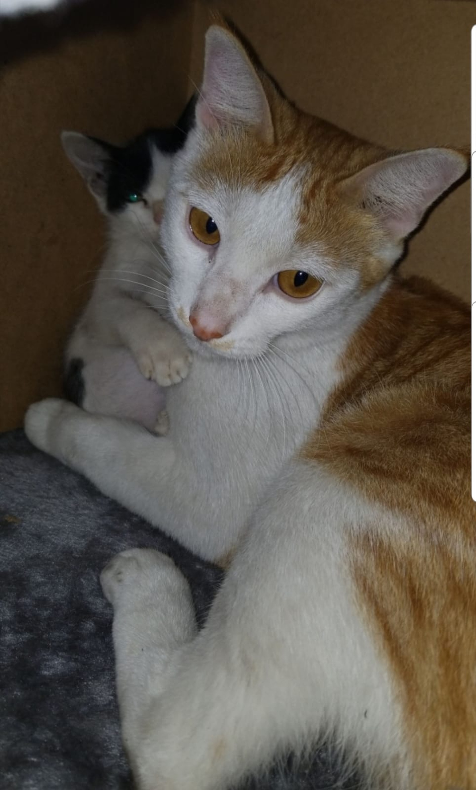 陳伯很喜歡跟倉內另一小貓玩耍。(受訪者提供) 陳伯很喜歡跟倉內另一小貓玩耍。(受訪者提供)