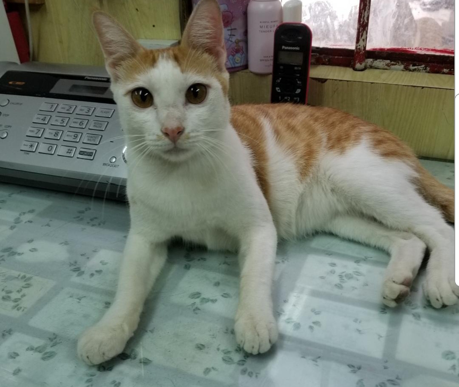 (受訪者提供) (受訪者提供)