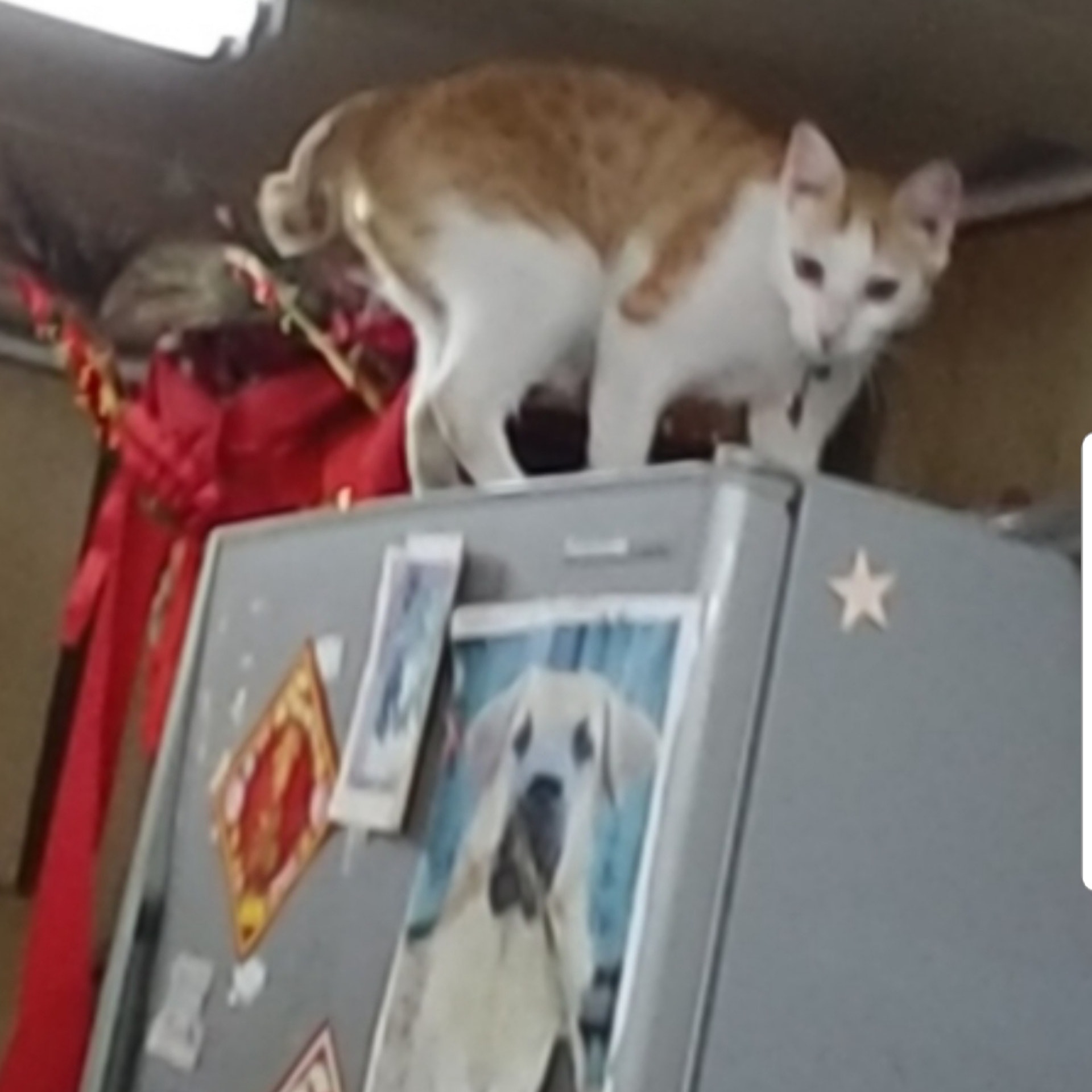 (受訪者提供) (受訪者提供)