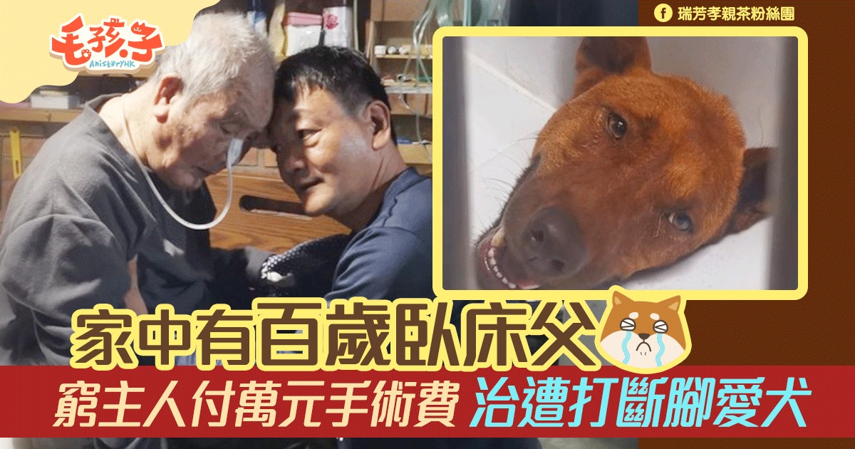 狗狗遭打斷腳窮主人咬緊牙關付醫藥費 這是我的責任 香港01 寵物