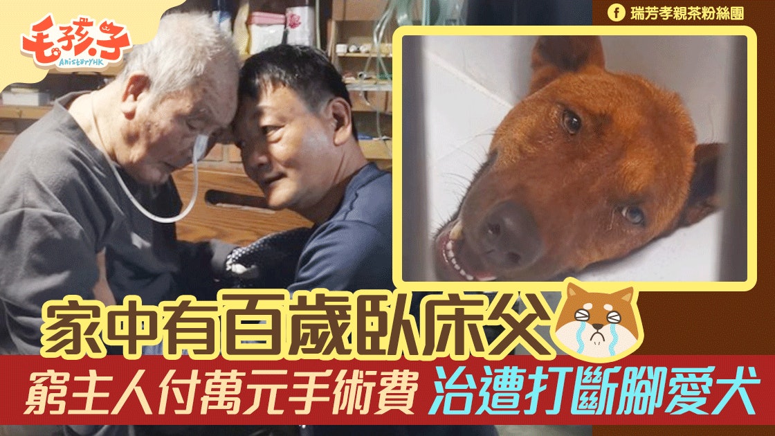 狗狗遭打斷腳窮主人咬緊牙關付醫藥費 這是我的責任 香港01 寵物 狗狗遭打斷腳窮主人咬緊牙關付醫藥費 這是我的責任 香港01 寵物