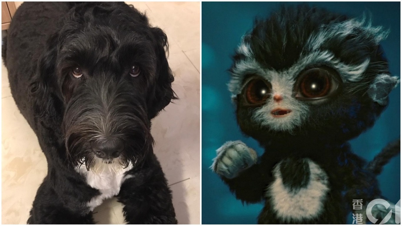 由劉偉強的愛犬Echo轉化成招財,的確有幾分似。 由劉偉強的愛犬Echo轉化成招財,的確有幾分似。