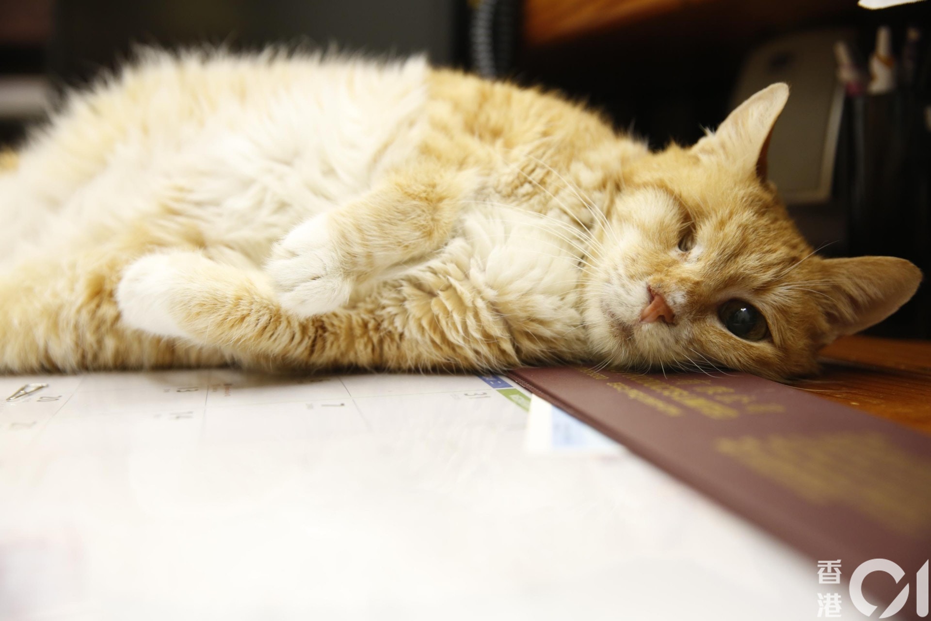 拖肥相當乖巧,每次都任摸唔嬲,盡情娛賓。(陳順禎 攝) 拖肥相當乖巧,每次都任摸唔嬲,盡情娛賓。(陳順禎 攝)