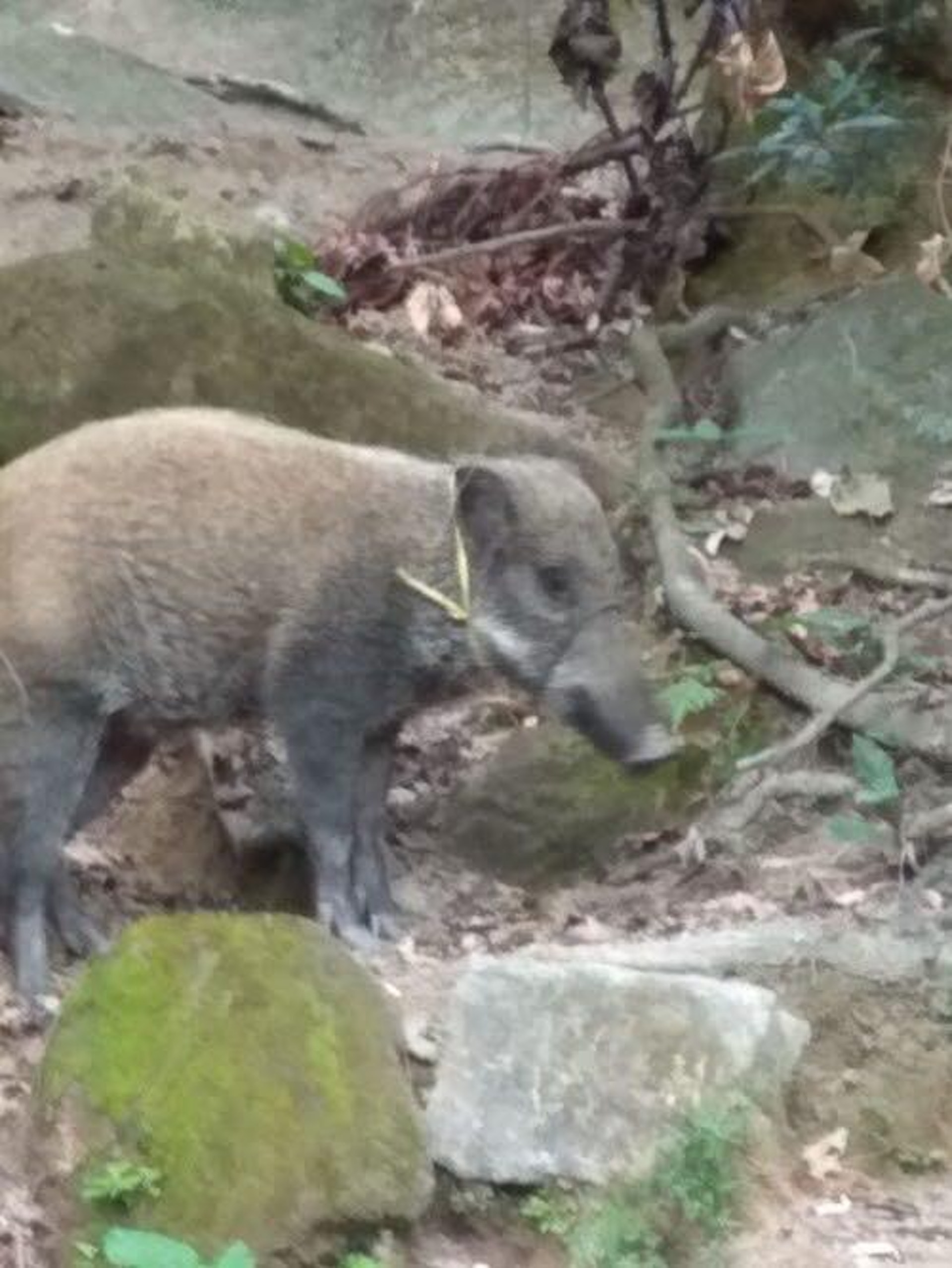 「綁繩豬」現多區。(香港野豬關注組專頁圖片) 「綁繩豬」現多區。(香港野豬關注組專頁圖片)