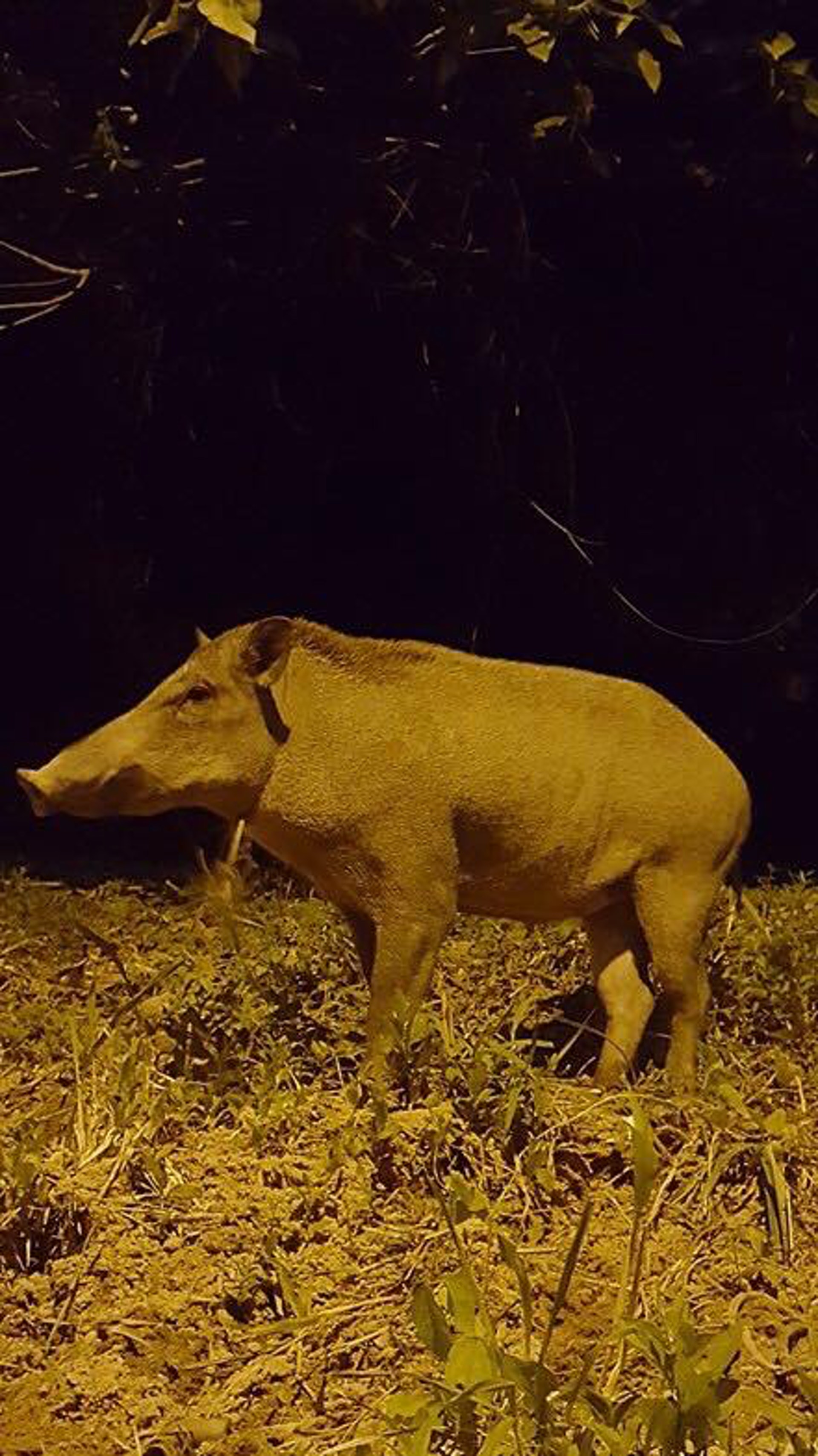 (香港野豬關注組專頁圖片) (香港野豬關注組專頁圖片)