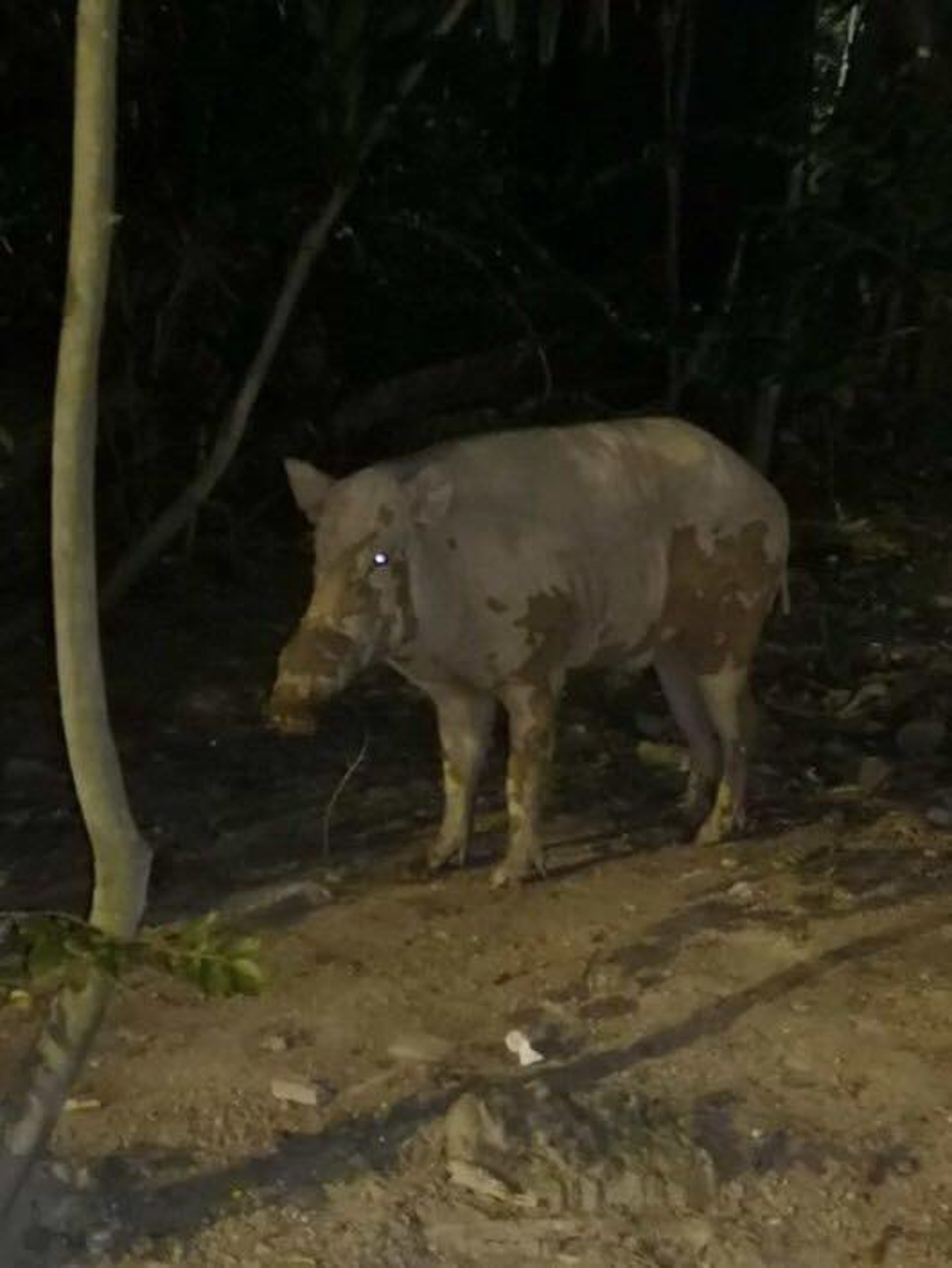 (香港野豬關注組專頁圖片) (香港野豬關注組專頁圖片)