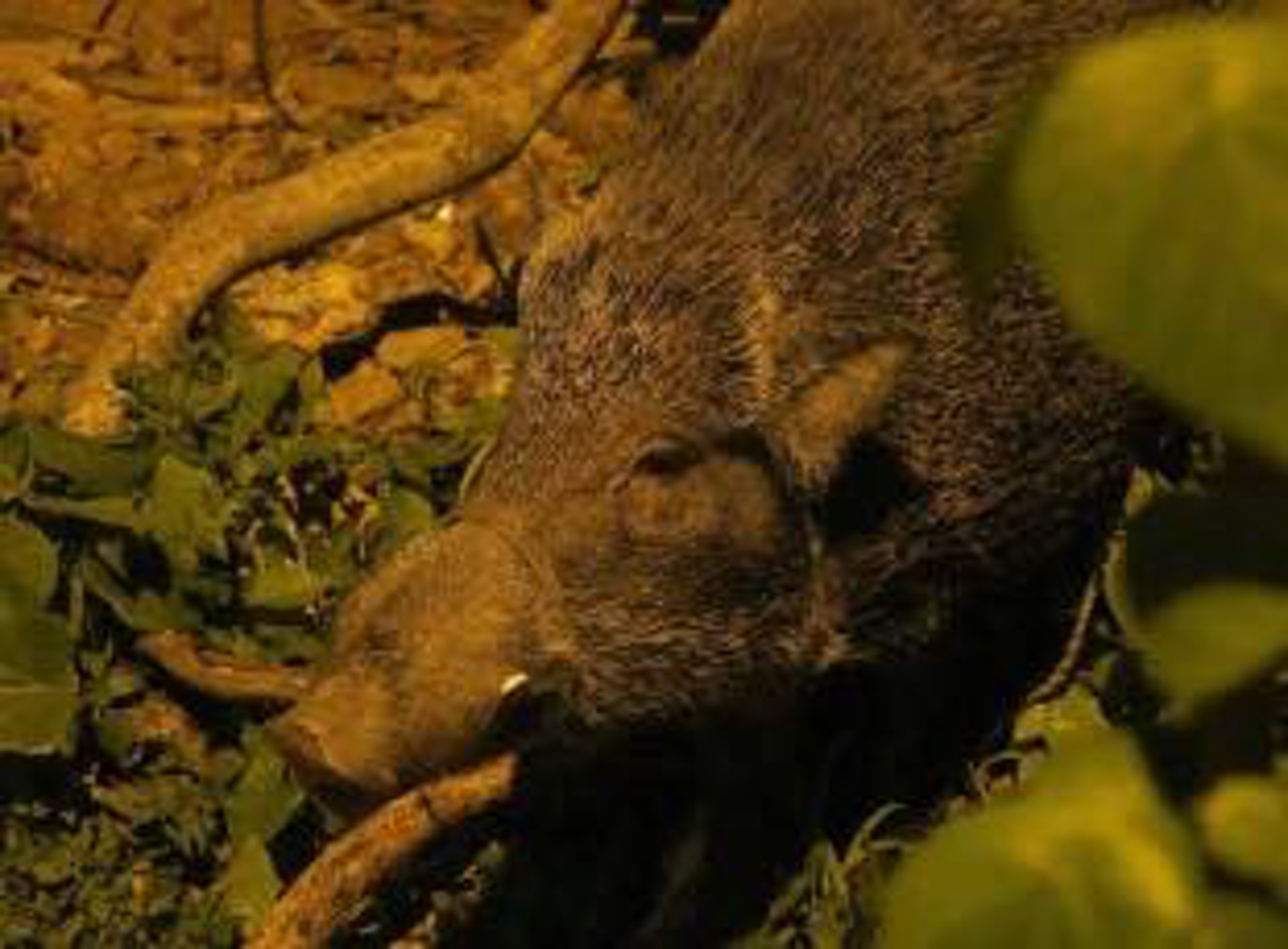 (香港野豬關注組專頁圖片) (香港野豬關注組專頁圖片)