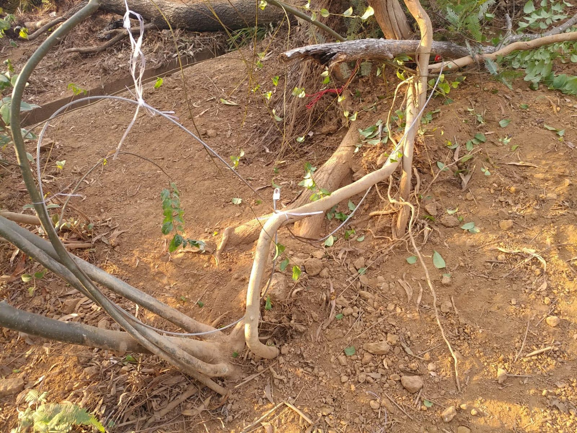 (香港野豬關注組圖片) (香港野豬關注組圖片)