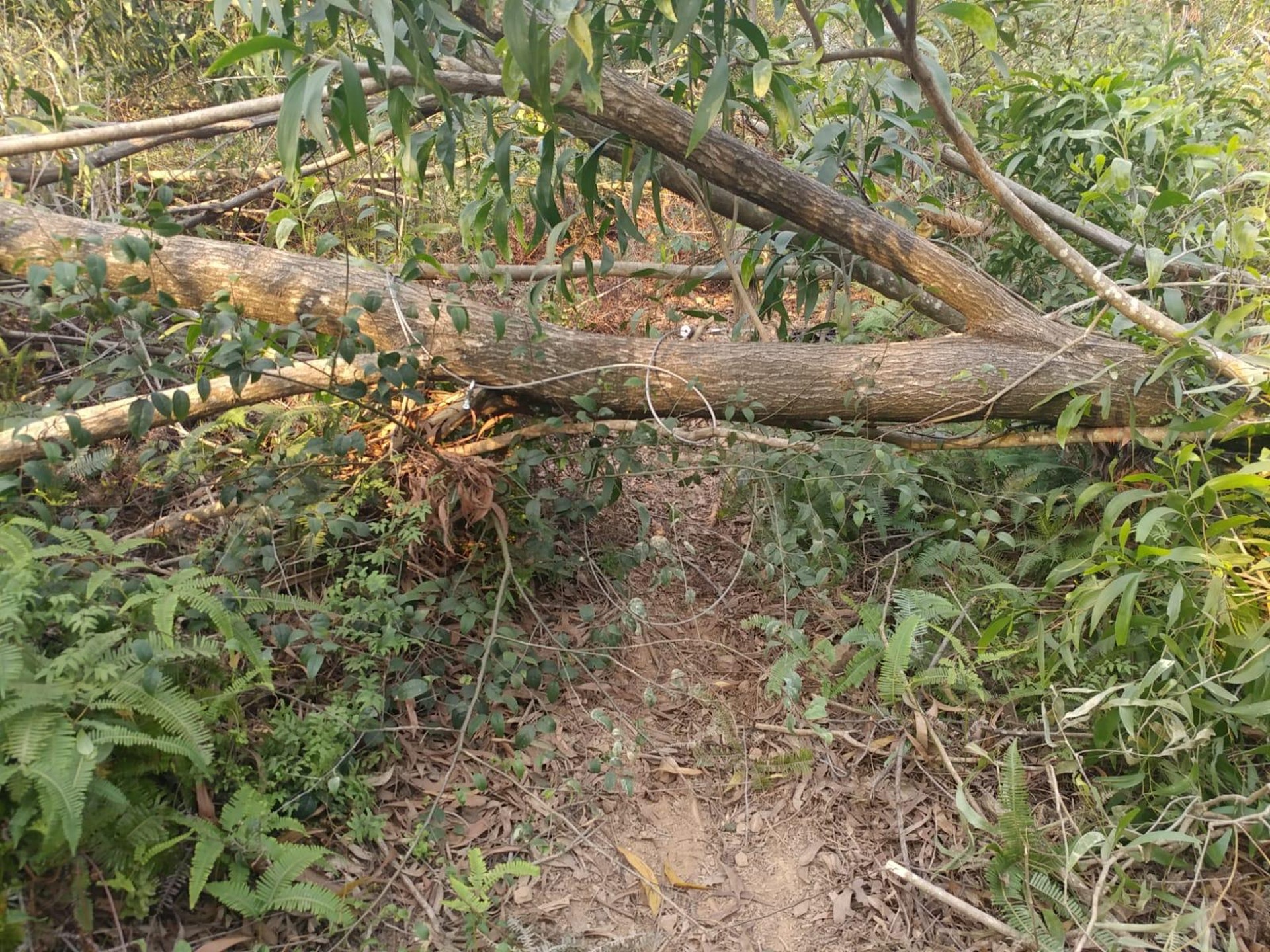(香港野豬關注組圖片) (香港野豬關注組圖片)