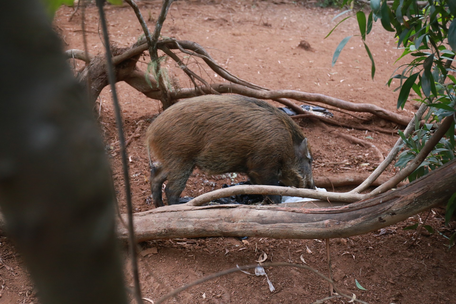 野豬於山頭覓食。(林振華攝) 野豬於山頭覓食。(林振華攝)