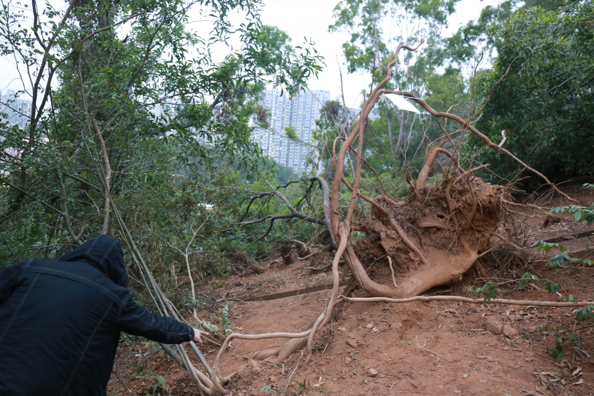 (林振華攝) (林振華攝)