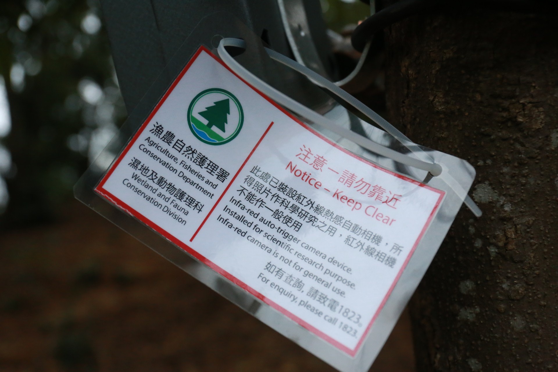 山頭已不見捕豬套索,僅剩漁護署的警告提示牌。(林振華攝) 山頭已不見捕豬套索,僅剩漁護署的警告提示牌。(林振華攝)