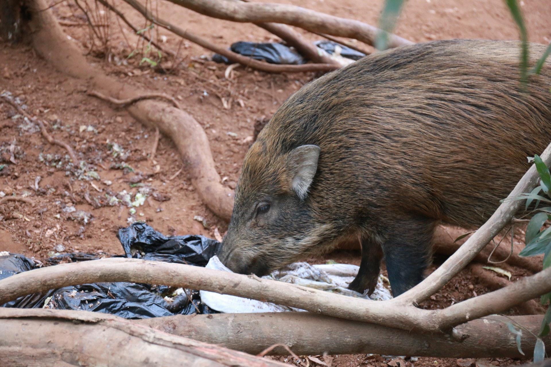 野豬於山頭覓食。(林振華攝) 野豬於山頭覓食。(林振華攝)