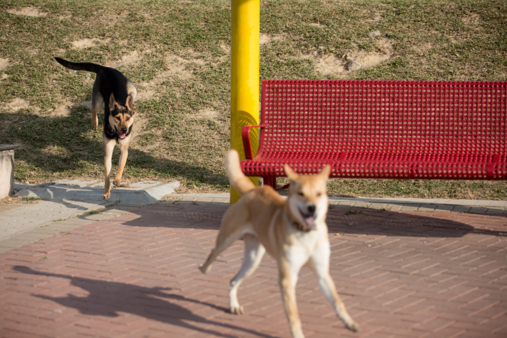 現時康文署開放本港六個公園予狗主帶同狗隻進入,試驗計劃為期一年。(資料圖片) 現時康文署開放本港六個公園予狗主帶同狗隻進入,試驗計劃為期一年。(資料圖片)