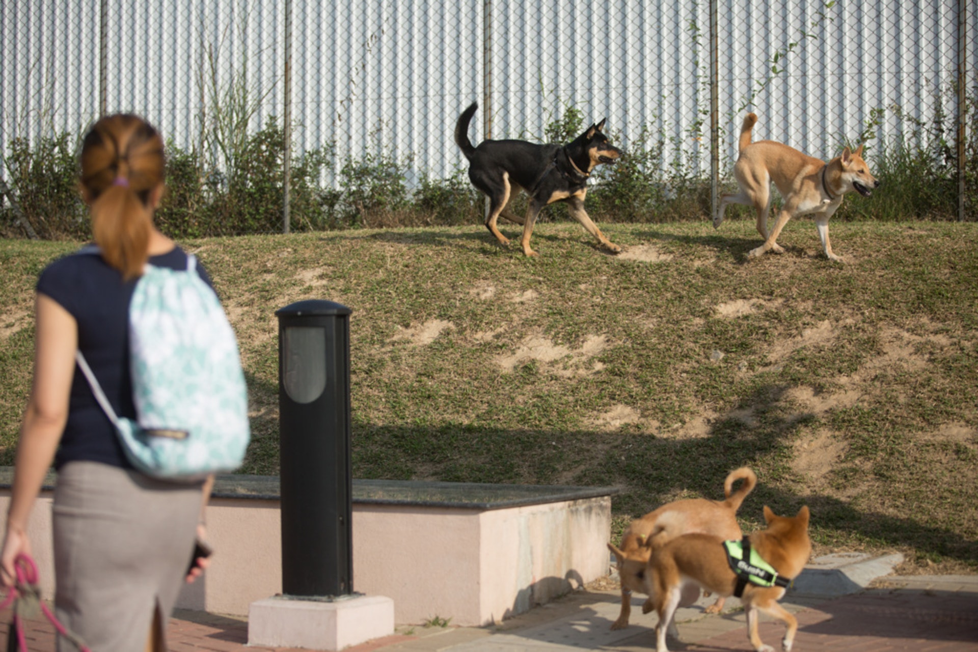 鄘俊宇稱,現時寵物公園欠缺規劃,根本沒有標準可言。(資料圖片) 鄘俊宇稱,現時寵物公園欠缺規劃,根本沒有標準可言。(資料圖片)