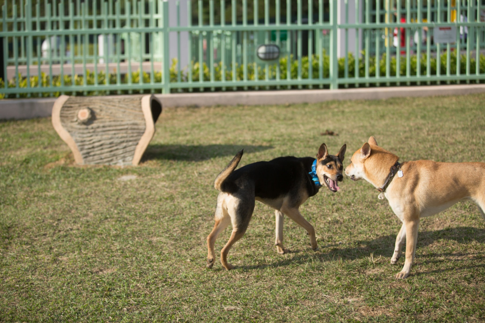 香港愈來愈多人飼養狗隻,但狗公園的各區分佈卻不平均。(資料圖片) 香港愈來愈多人飼養狗隻,但狗公園的各區分佈卻不平均。(資料圖片)
