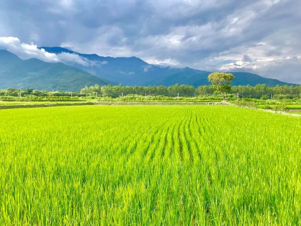 天氣 台東米農收集大數據打造新農民曆應付氣候變化