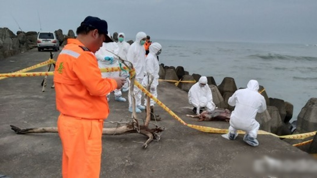 【非洲豬瘟】新北砂珠灣驚現海漂「死豬」　經解剖證實為狗屍