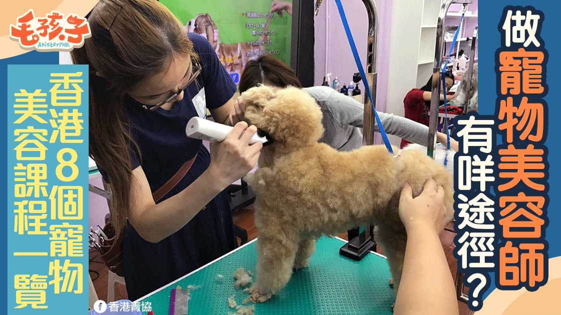 做寵物美容師有咩途徑 本地8間機構相關課程一覽 香港01 寵物 做寵物美容師有咩途徑 本地8間機構相關課程一覽 香港01 寵物