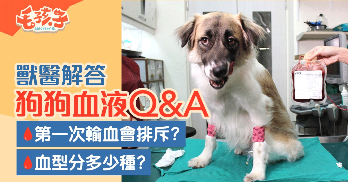 寵物護理 咪亂帶愛寵捐血 寵物捐 輸血七大迷思你要知 香港01 寵物