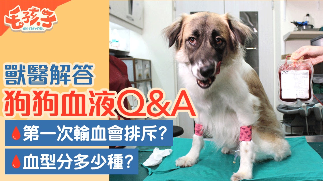 寵物護理 咪亂帶愛寵捐血 寵物捐 輸血七大迷思你要知 香港01 寵物 寵物護理 咪亂帶愛寵捐血 寵物捐 輸血七大迷思你要知 香港01 寵物