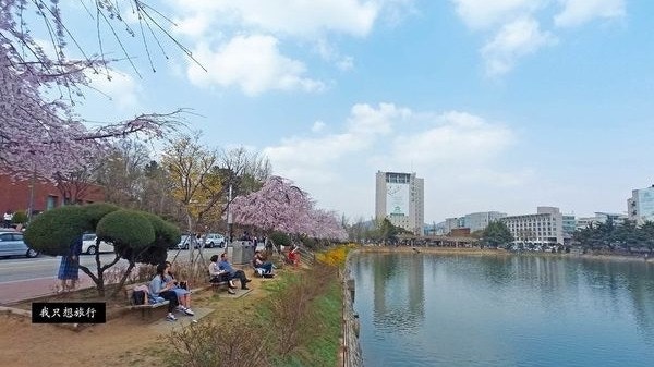 【韓國首爾】春天賞花景點必去建國大學　沿一鑑湖漫步粉色櫻花路
