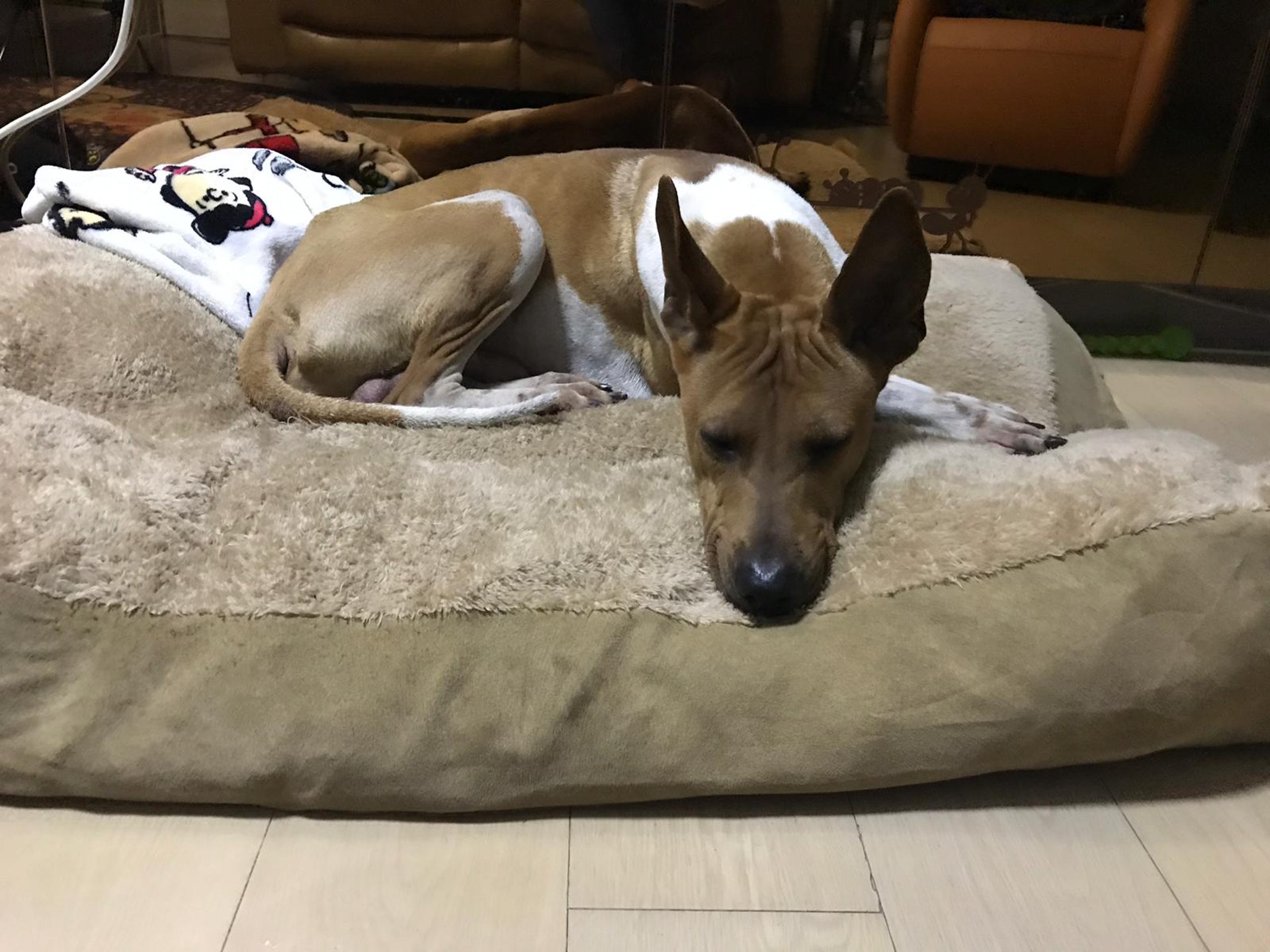 昨天,狗狗已被一對好心夫婦領養。(受訪者提供) 昨天,狗狗已被一對好心夫婦領養。(受訪者提供)