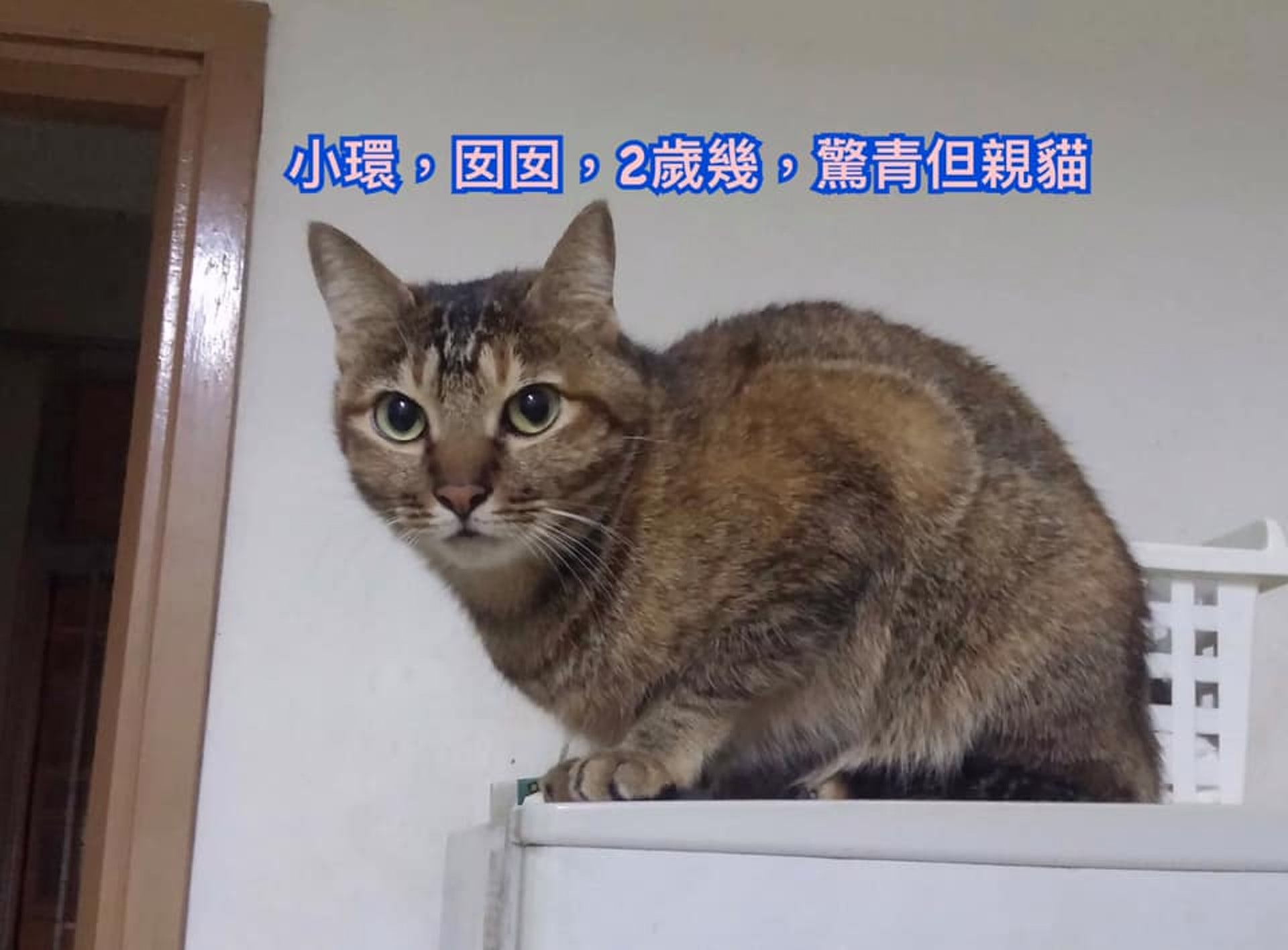 有意領養者可透過Facebook聯絡郭小姐或鄧小姐。(受訪者提供) 有意領養者可透過Facebook聯絡郭小姐或鄧小姐。(受訪者提供)