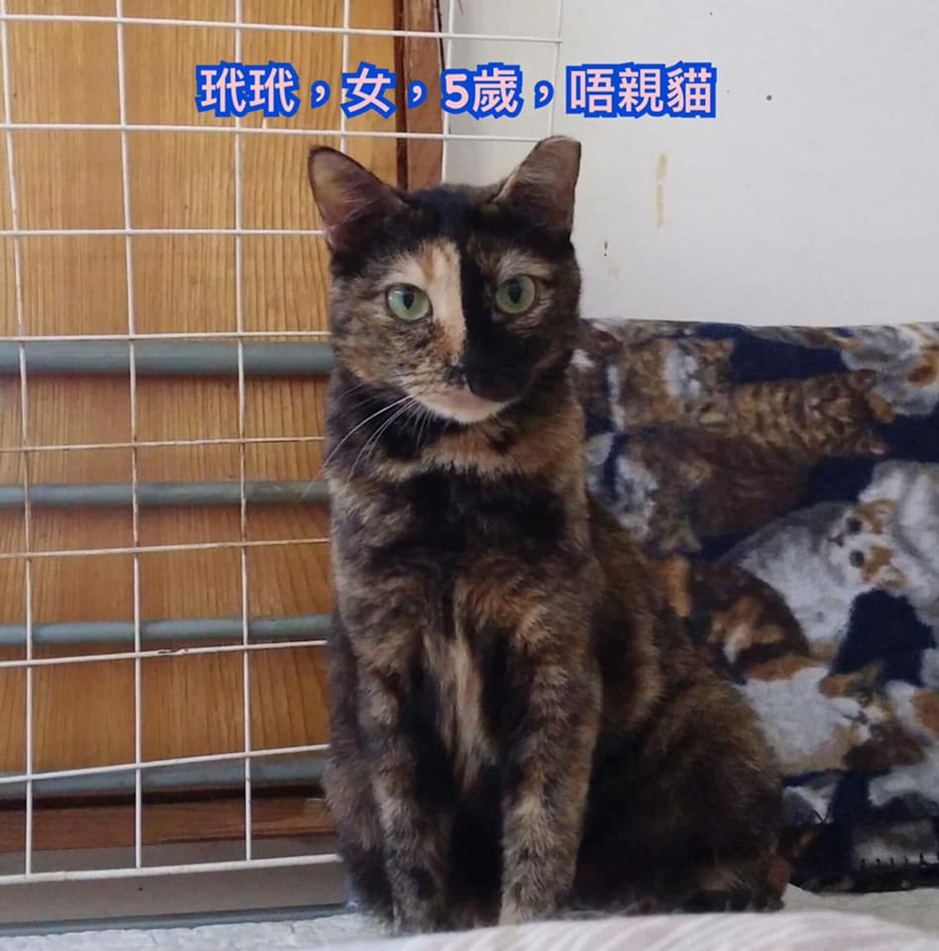 有意領養者可透過Facebook聯絡郭小姐或鄧小姐。(受訪者提供) 有意領養者可透過Facebook聯絡郭小姐或鄧小姐。(受訪者提供)