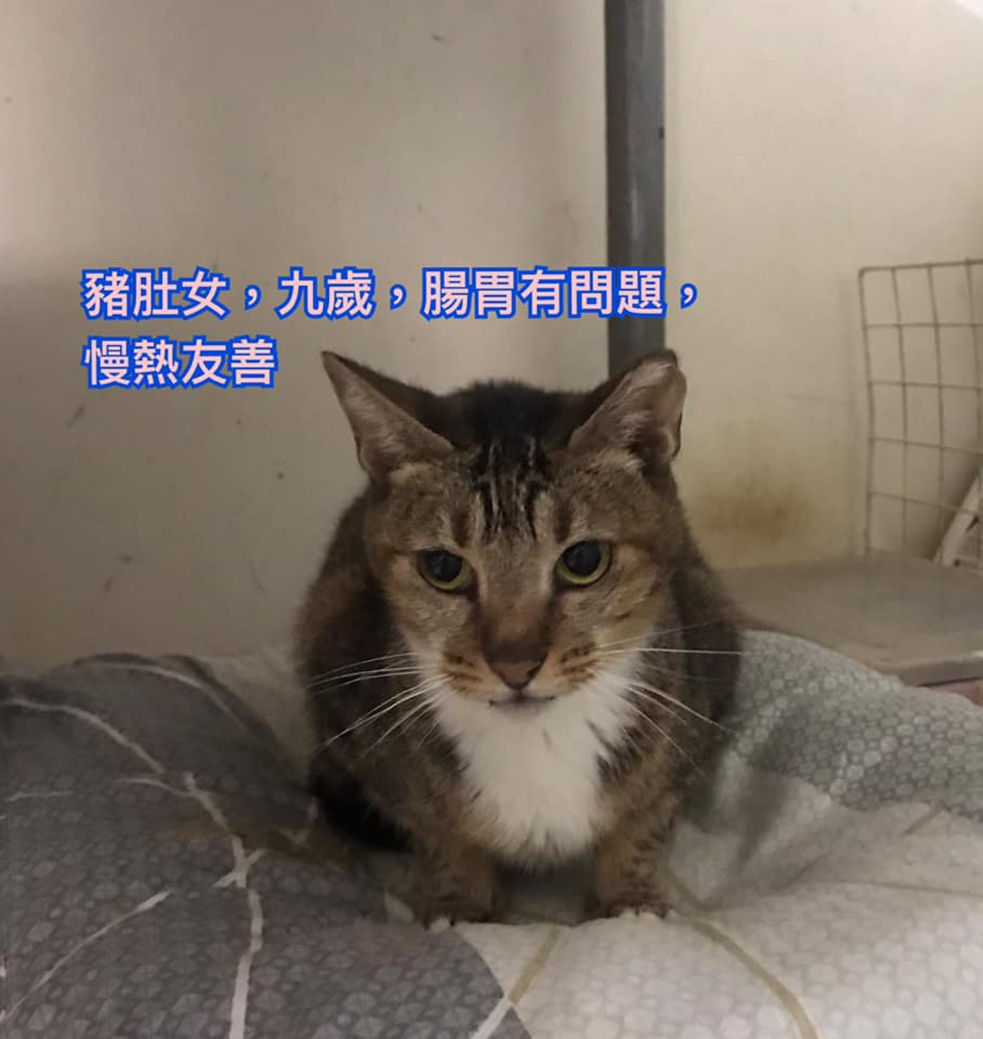 有意領養者可透過Facebook聯絡郭小姐或鄧小姐。(受訪者提供) 有意領養者可透過Facebook聯絡郭小姐或鄧小姐。(受訪者提供)