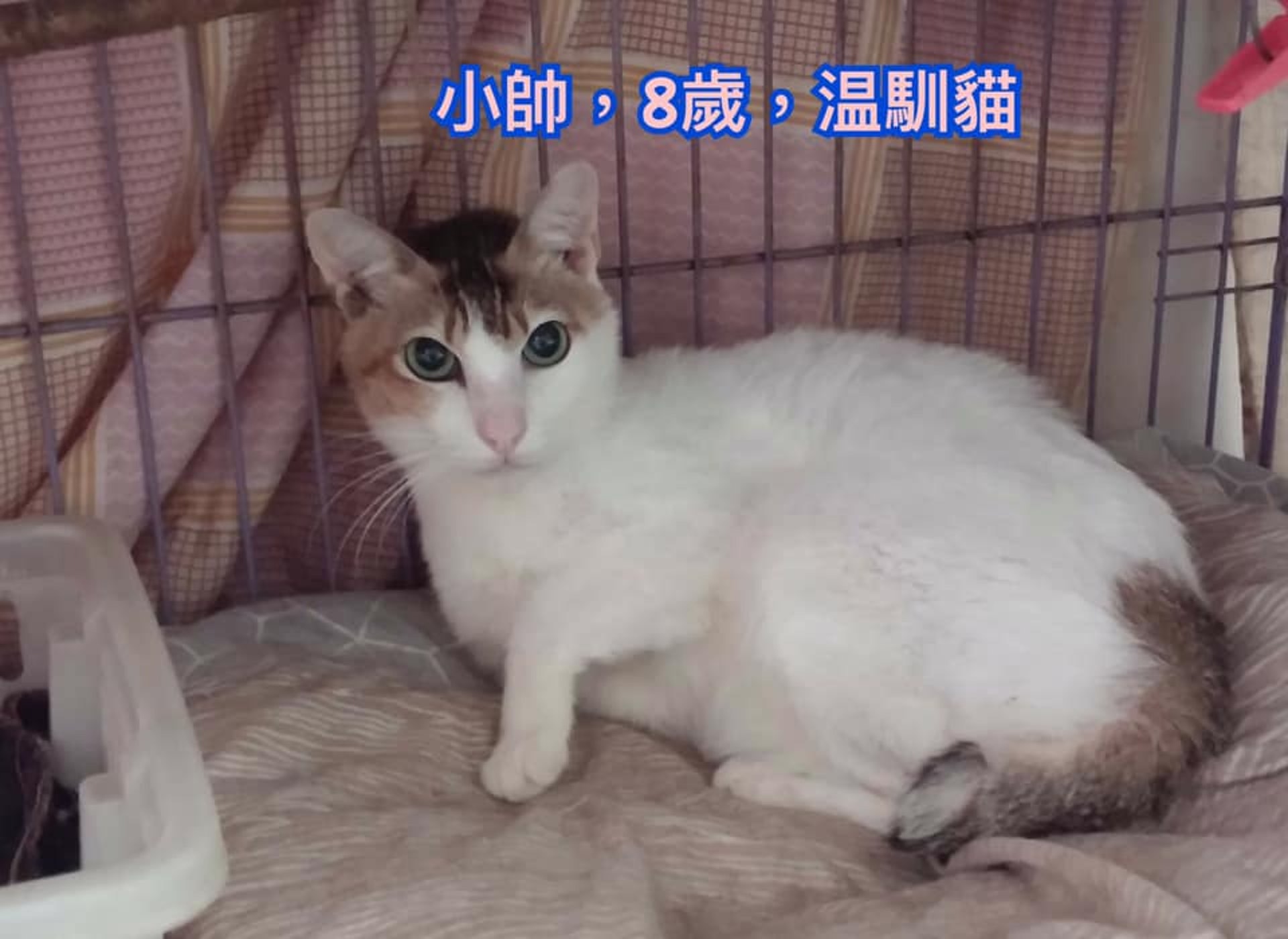 有意領養者可透過Facebook聯絡郭小姐或鄧小姐。(受訪者提供) 有意領養者可透過Facebook聯絡郭小姐或鄧小姐。(受訪者提供)