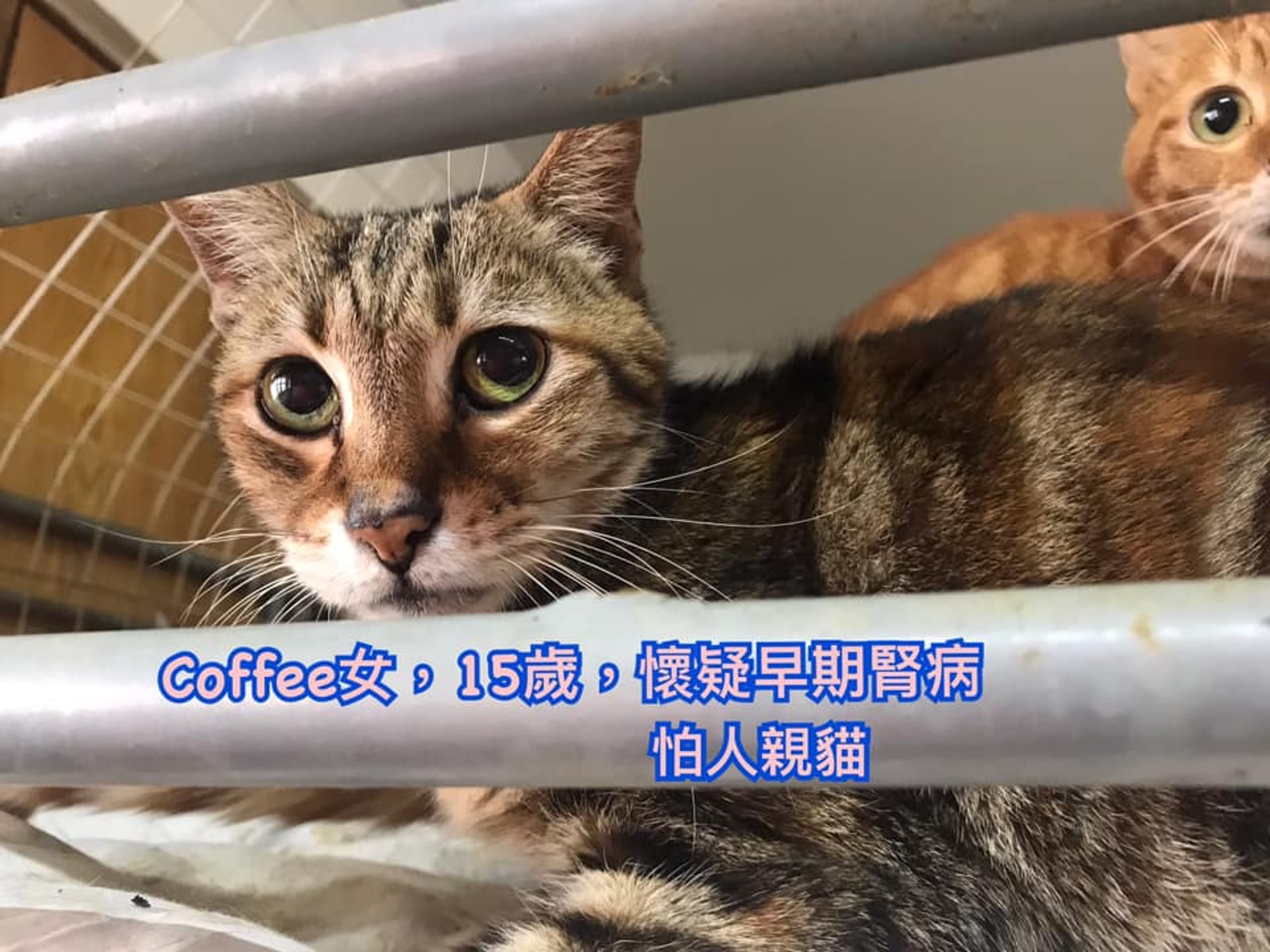 有意領養者可透過Facebook聯絡郭小姐或鄧小姐。(受訪者提供) 有意領養者可透過Facebook聯絡郭小姐或鄧小姐。(受訪者提供)