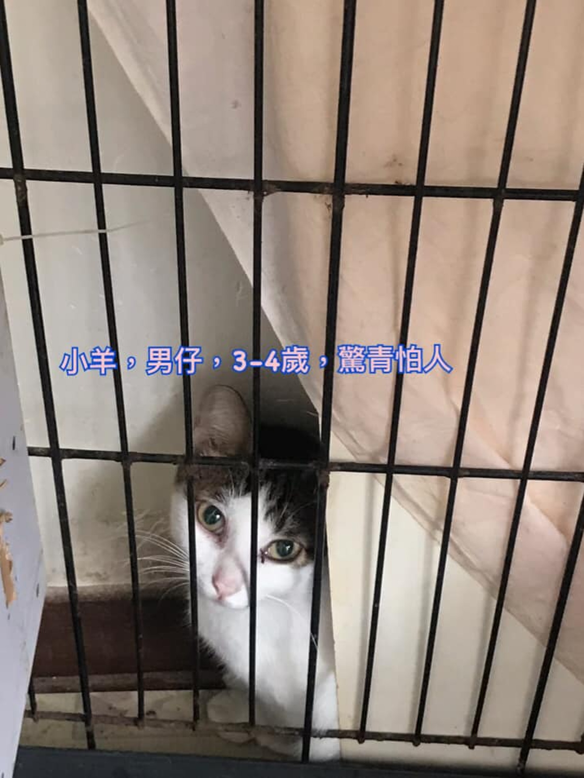 有意領養者可透過Facebook聯絡郭小姐或鄧小姐。(受訪者提供) 有意領養者可透過Facebook聯絡郭小姐或鄧小姐。(受訪者提供)