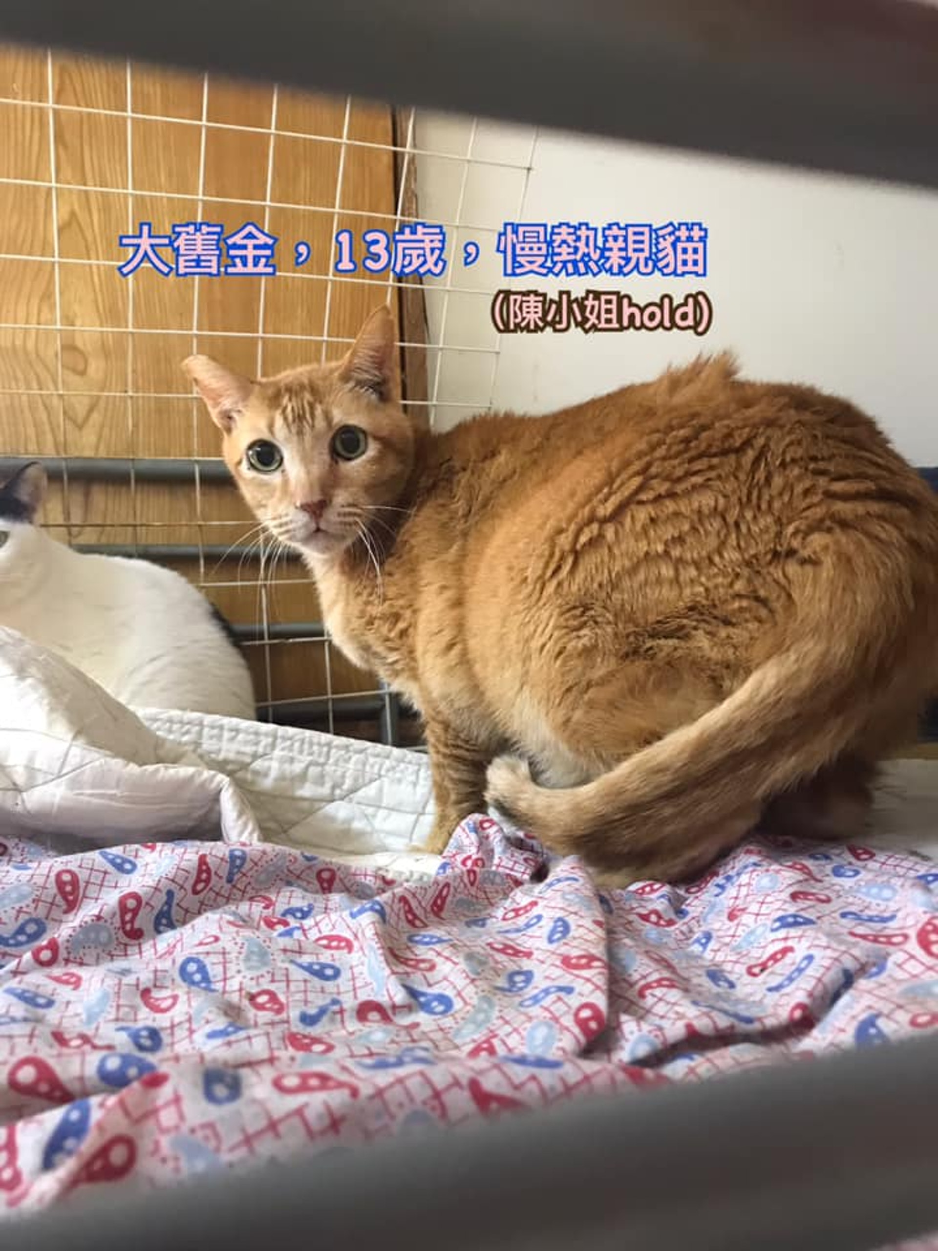 有意領養者可透過Facebook聯絡郭小姐或鄧小姐。(受訪者提供) 有意領養者可透過Facebook聯絡郭小姐或鄧小姐。(受訪者提供)