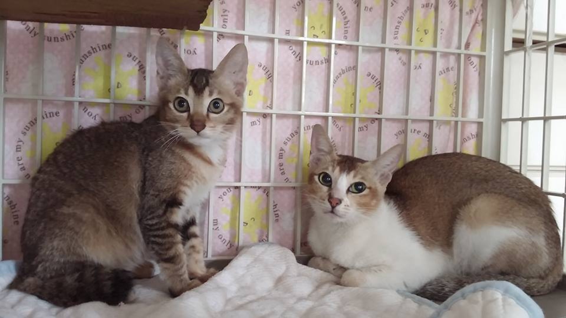 鄧小姐十多年來一直義務幫助街上的流浪貓。(受訪者提供) 鄧小姐十多年來一直義務幫助街上的流浪貓。(受訪者提供)