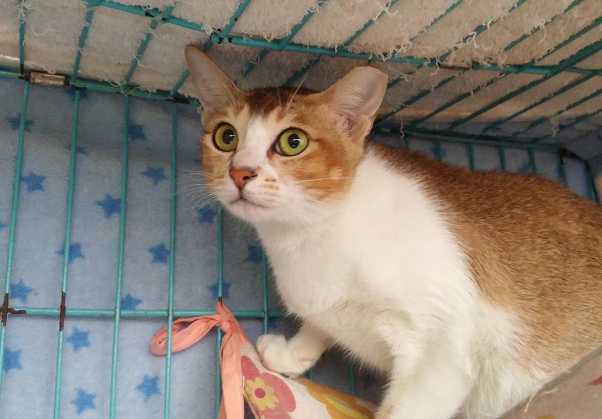 目前,貓舍全靠義工郭小姐及鄧小姐另外兩名朋友打理。(受訪者提供) 目前,貓舍全靠義工郭小姐及鄧小姐另外兩名朋友打理。(受訪者提供)