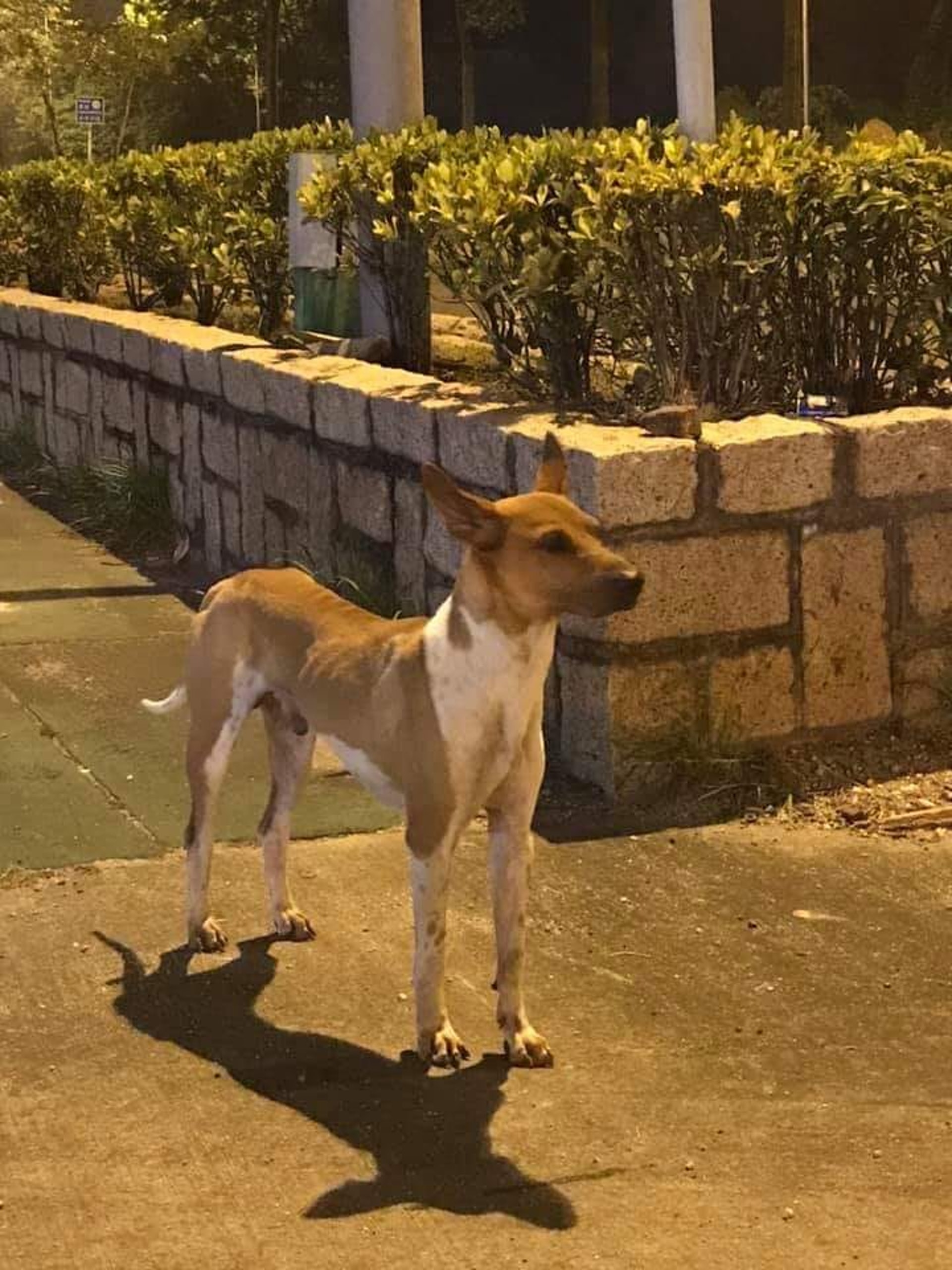 有網友早在上周五於元朗錦田高埔村附近遇見狗狗(受訪者提供) 有網友早在上周五於元朗錦田高埔村附近遇見狗狗(受訪者提供)