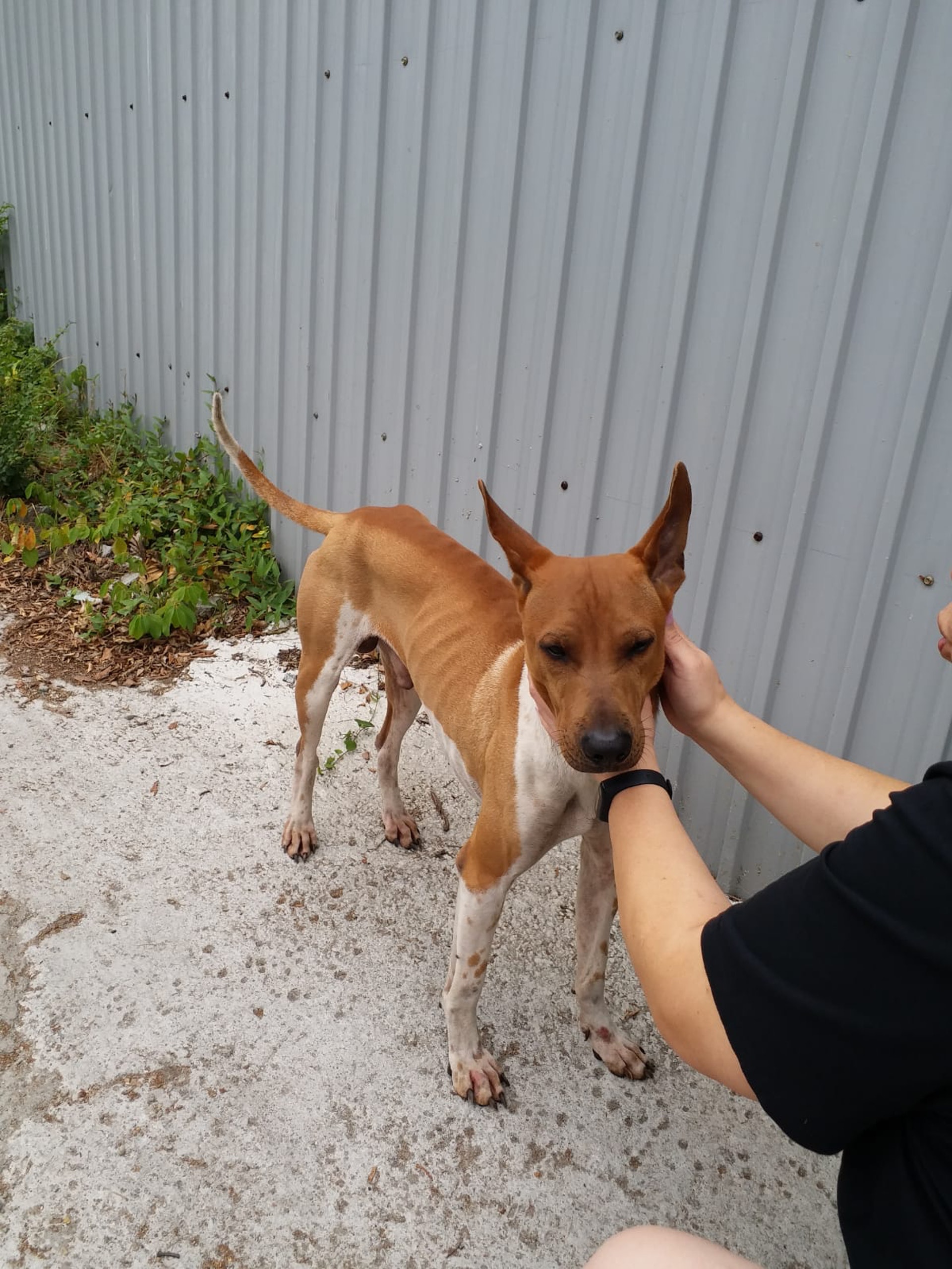 照片可見狗狗身體瘦骨嶙峋。(受訪者提供) 照片可見狗狗身體瘦骨嶙峋。(受訪者提供)