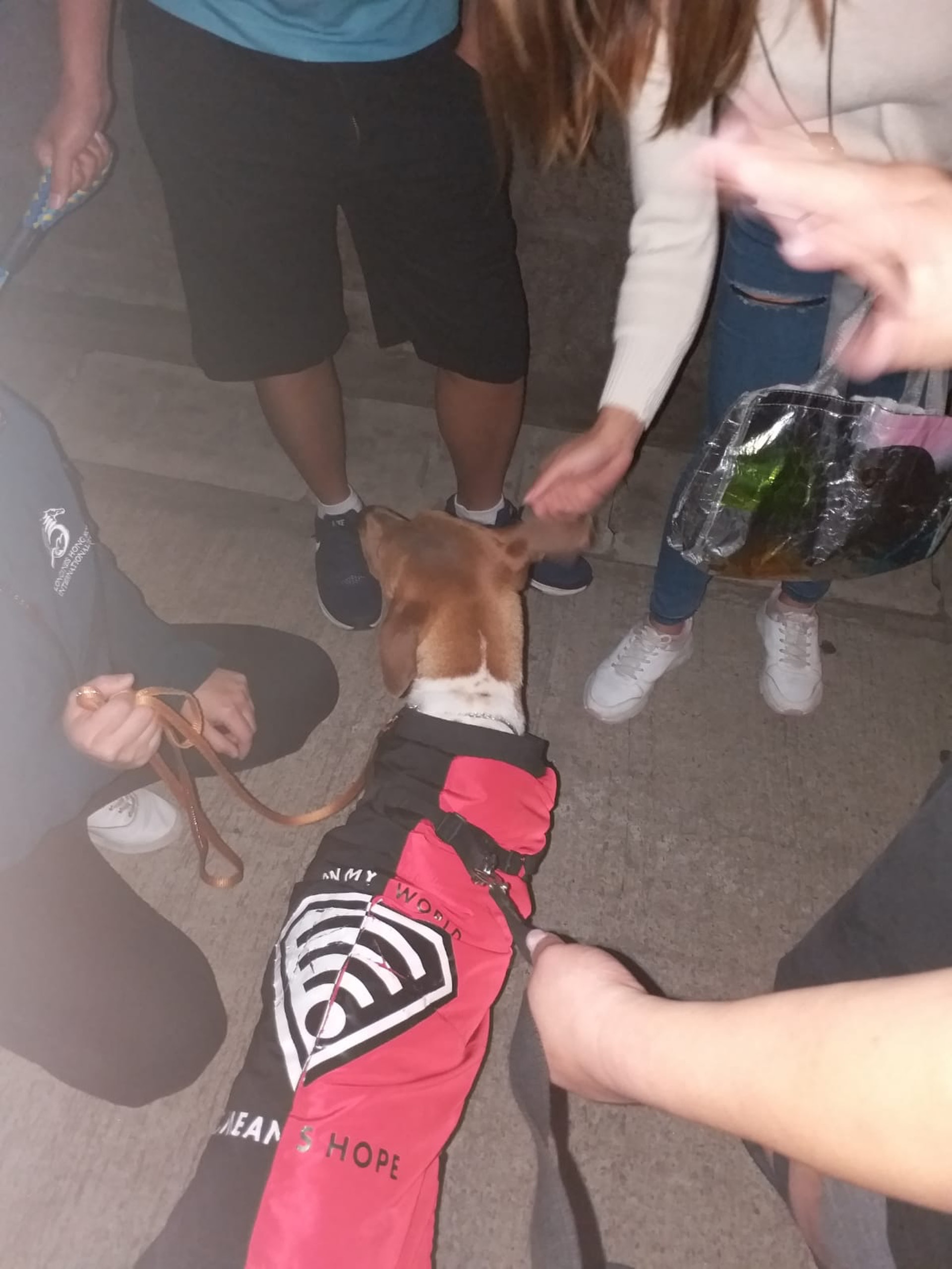 昨天熱心網友到場希望領養狗狗,並把之帶到獸醫診所檢查,發現牠身上並沒有晶片。(受訪者提供) 昨天熱心網友到場希望領養狗狗,並把之帶到獸醫診所檢查,發現牠身上並沒有晶片。(受訪者提供)