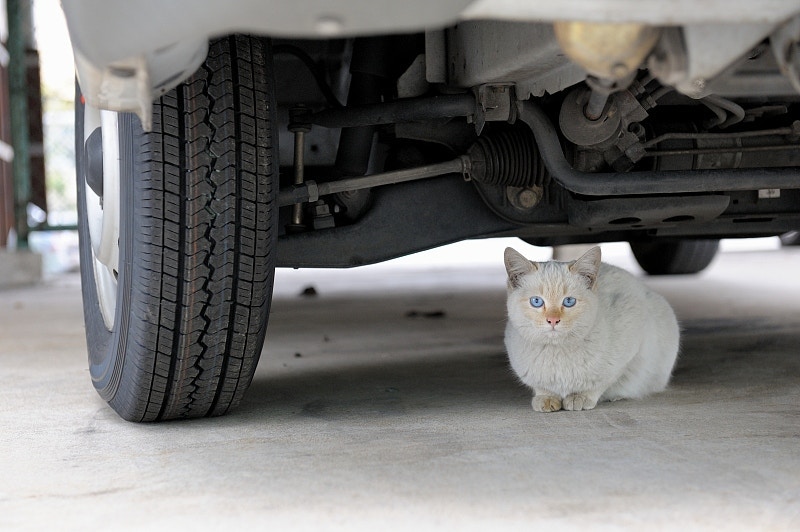 流浪貓喜歡在車底取暖。(視覺中國) 流浪貓喜歡在車底取暖。(視覺中國)