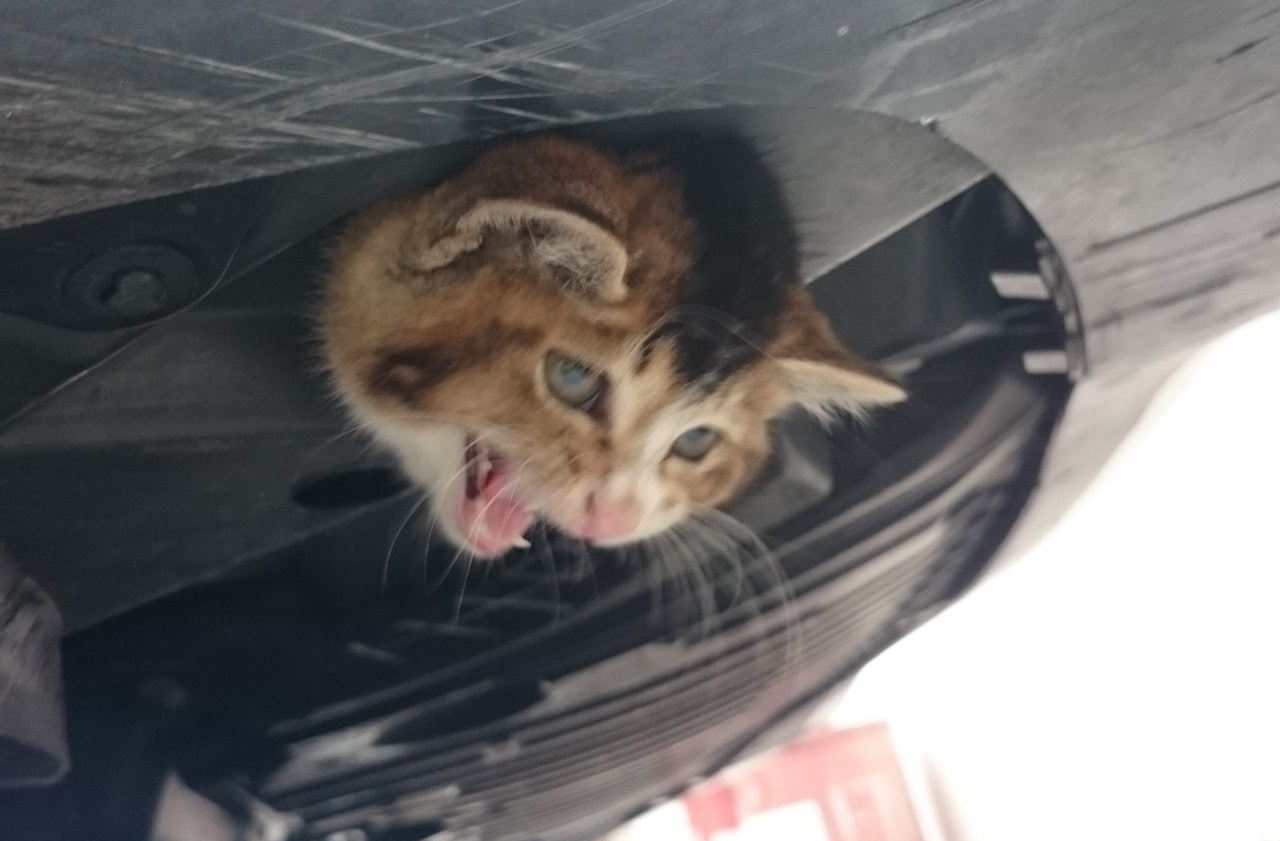 流浪貓為了遮風擋雨,喜歡躲在車子引擎附近,尤其是如果車子剛停泊不久,這裡的微溫貓咪最喜歡。(資料圖片/SPCA) 流浪貓為了遮風擋雨,喜歡躲在車子引擎附近,尤其是如果車子剛停泊不久,這裡的微溫貓咪最喜歡。(資料圖片/SPCA)