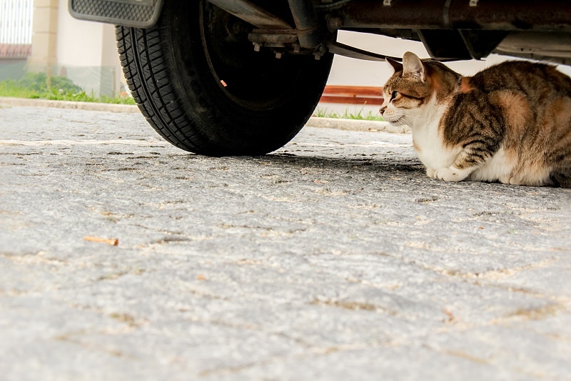 流浪貓喜歡在車底取暖。(視覺中國) 流浪貓喜歡在車底取暖。(視覺中國)